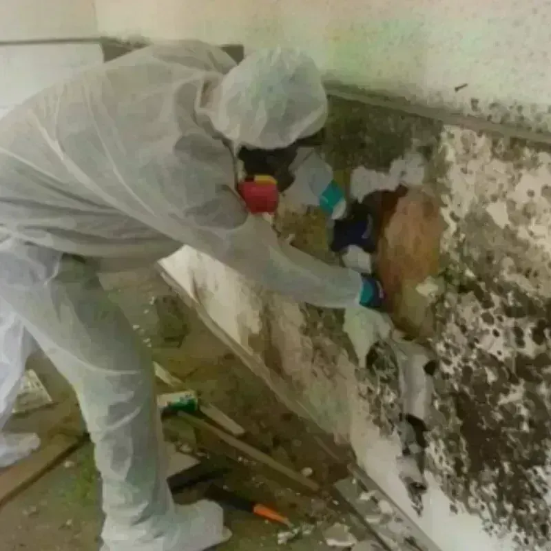 Mold Remediation and Removal in Kennebec County, ME